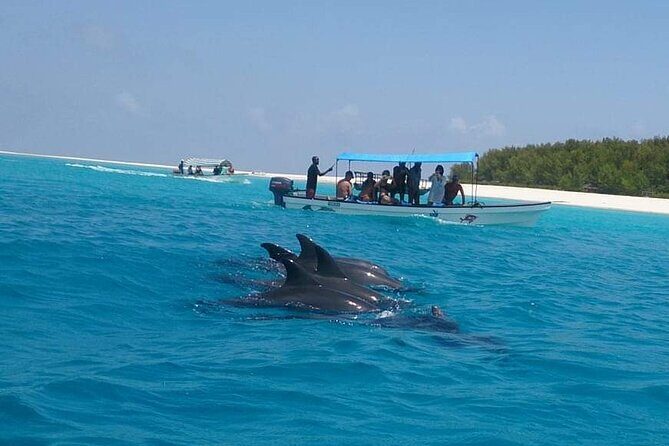 Mnemba Island snorkeling and Swimming with Dolphin - Sandbank Stop: The Tide Is the Boss