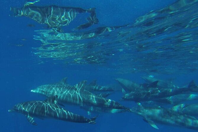 Mnemba Island snorkeling and Swimming with Dolphin - Boat Ride Reality Check: Small Craft, Moving Water, and Comfort Tips