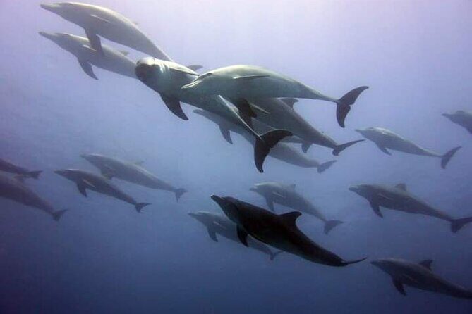 Mnemba Island snorkeling and Swimming with Dolphin - Dolphin Point Swim: The Main Event (and the Reality Check)