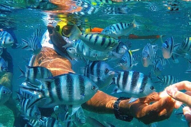Mnemba island snorkeling tour - Language, Guide Style, and What to Expect Onboard