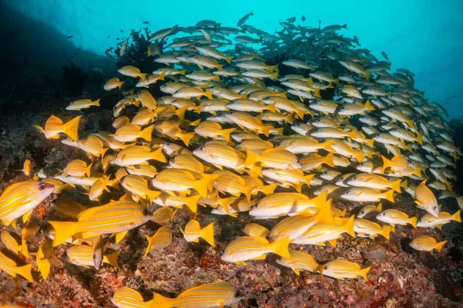 Mnemba Island, Turtle Tour, Kuza Cave, The Rock - Key things to know before you go