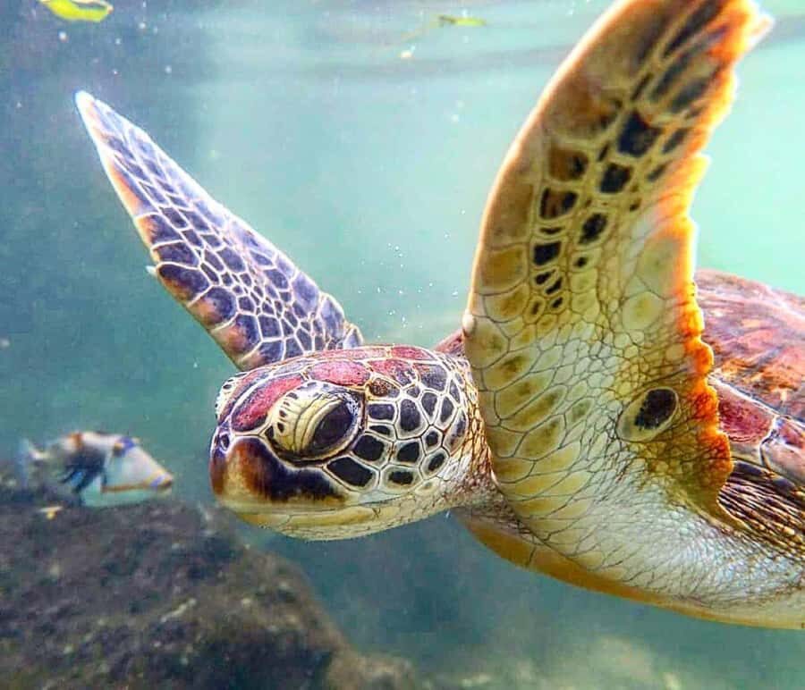Mnemba Island, Turtle Tour, Kuza Cave, The Rock - A 10-hour private Zanzibar combo: Mnemba, Kuza Cave, and The Rock