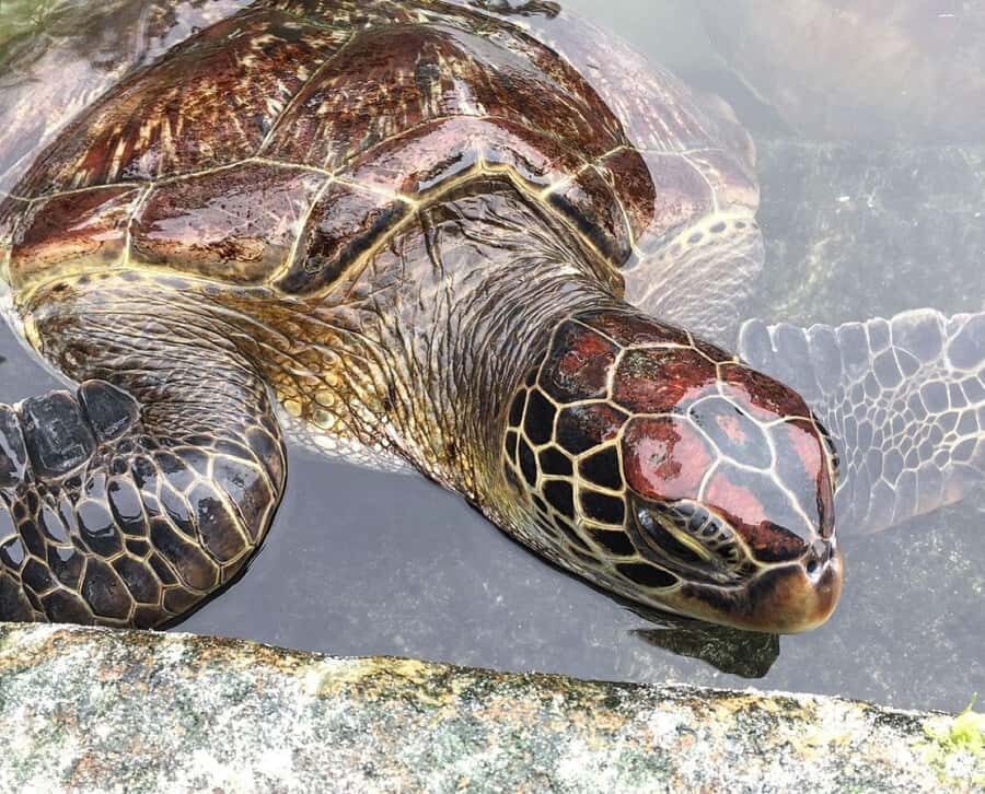 Mnemba Island, Turtle Tour, Kuza Cave, The Rock - Baraka Natural Aquarium: why this stop works so well
