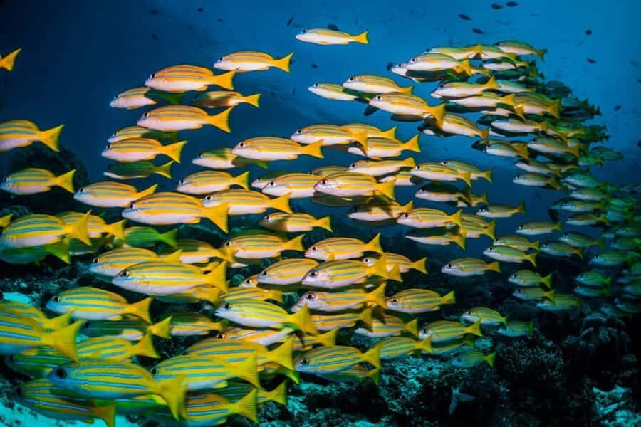 Mnemba Island, Turtle Tour, Kuza Cave, The Rock - Kuza Cave in Jambiani: swapping open water for a natural atmosphere