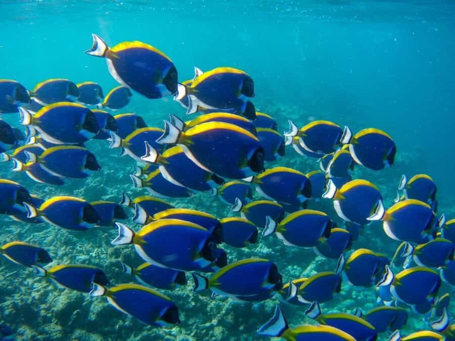 Mnemba Island, Turtle Tour, Kuza Cave, The Rock - Price and value for $160: where the money actually goes