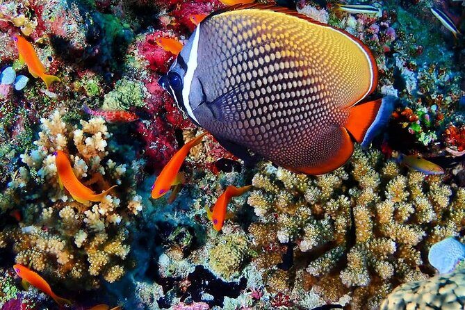 Mnemba Snorkeling, Kuza Cave, Blue Lagoon, Starfish Tour, The Rock Restaurant - A full-throttle Zanzibar combo: what the $140 price really covers