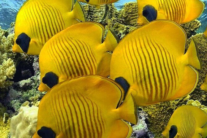 Mnemba Snorkeling, Kuza Cave, Blue Lagoon, Starfish Tour, The Rock Restaurant - Kuza Cave near Jambiani: crystal water and Swahili cave stories