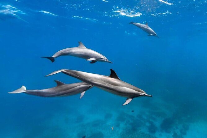 Mnemba Snorkeling, Kuza Cave, Blue Lagoon, Starfish Tour, The Rock Restaurant - Pingwe Starfish Beach: shallow-water fun that works for kids