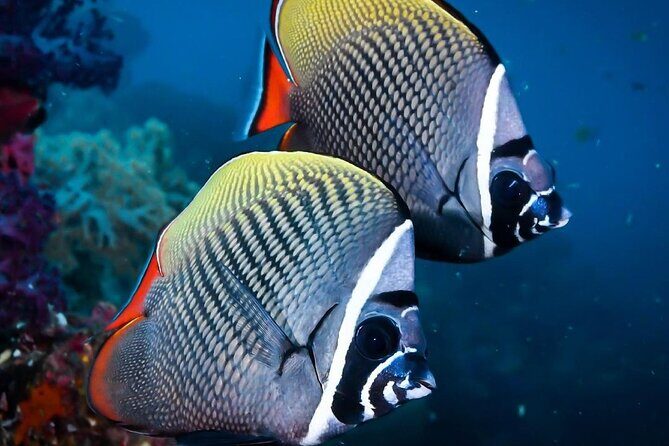 Mnemba Snorkeling, Kuza Cave, Blue Lagoon, Starfish Tour, The Rock Restaurant - Dolphin and snorkeling reality check: how to manage expectations
