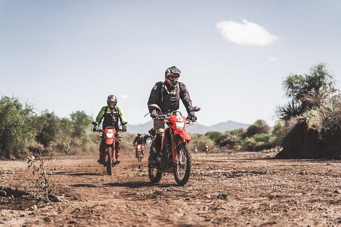 Motorcycle Safari - Wildlife and Animal-Sighting Chances (And How Close You Might Get)