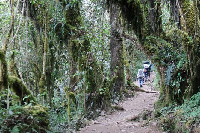 Mount Kilimanjaro Day Hike - Marangu Route to Mandara Hut: Rainforest, Plants, and a Working Pace