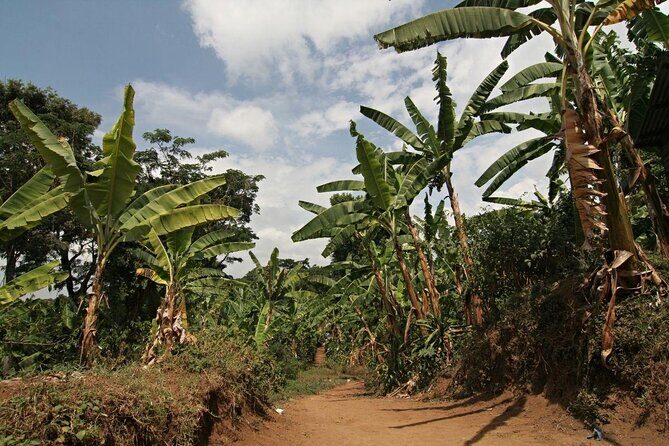 Mount Kilimanjaro Day Hike Through Marangu Route to Mandara Hut - Key highlights to know before you go