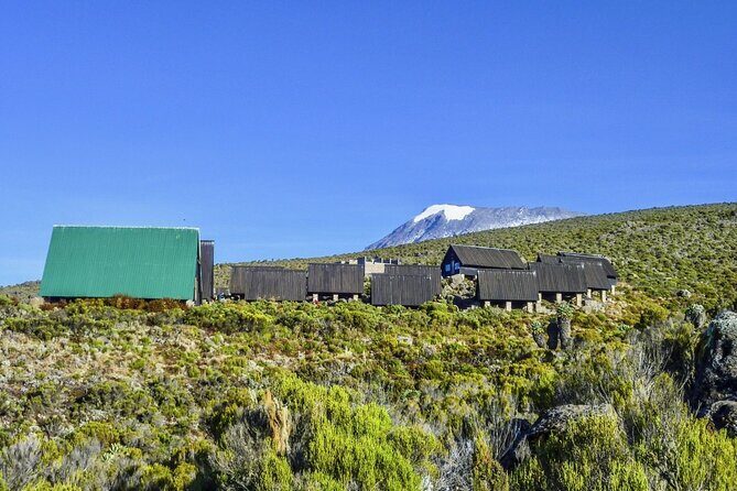 Mount Kilimanjaro Day Hike Through Marangu Route to Mandara Hut - The climb through rainforest: where the trail gets real