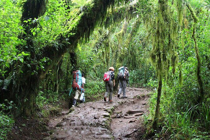 Mount Kilimanjaro Day Hike Through Marangu Route to Mandara Hut - Price and value: is $265 a fair deal for this day?