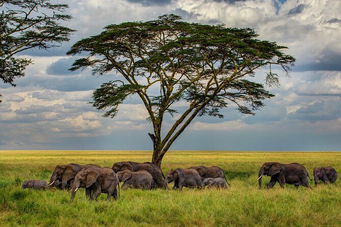 Multi-Day Camping Safari Experience in Arusha - Calving Season Routing in Serengeti: What You’re Actually Buying