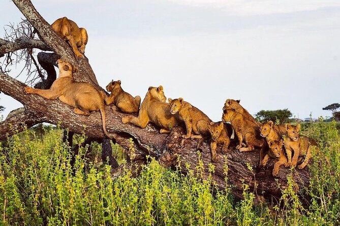 Multi-Day Camping Safari Experience in Arusha - The 5:45am Serengeti Sunrise Moment (And Why It’s Worth It)