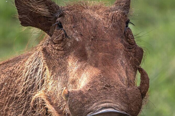 Multi-Day Camping Safari Experience in Arusha - Ngorongoro Crater: Descending About 600 Meters for Predator-Dense Viewing