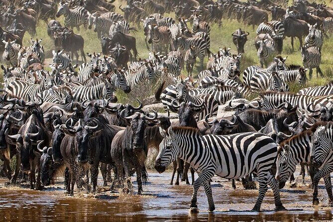 Multi-Day Camping Safari Experience in Arusha - Lake Manyara National Park: Birds, Flamingos, and Rift Valley Views