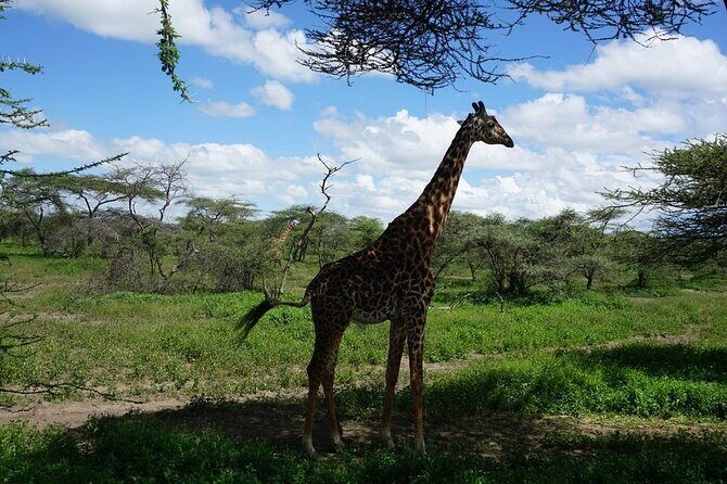 Multi-Day Tanzania Odssey Safari from Arusha - Day 5-6 Northern Serengeti and the Mara River: crossings are luck plus positioning