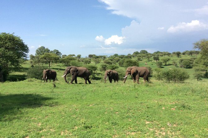 Multi-Day Tanzania Odssey Safari from Arusha - Lodging: luxury lodge mornings and tented camp nights