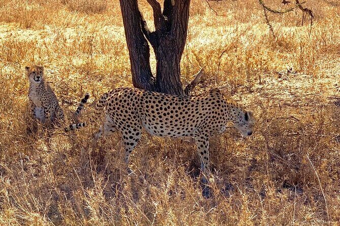 Multi-Day Tanzania Odssey Safari from Arusha - Day 2 Tarangire National Park: Elephants, baobabs, and tree-climbing lions