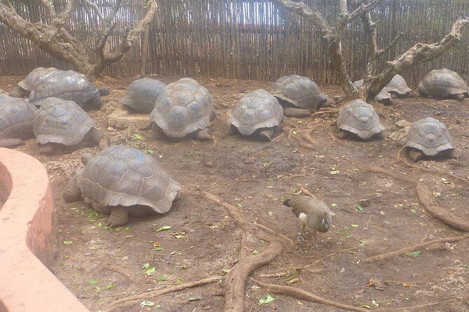 Nakupenda Beach Day Tour in Zanzibar - Price and value: is $98 fair for an 8-hour coastal day?