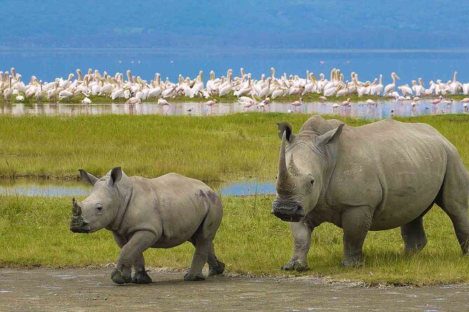Ngorongoro Crater Day Trip - Ngorongoro Crater day trip from Arusha: what you’re really buying