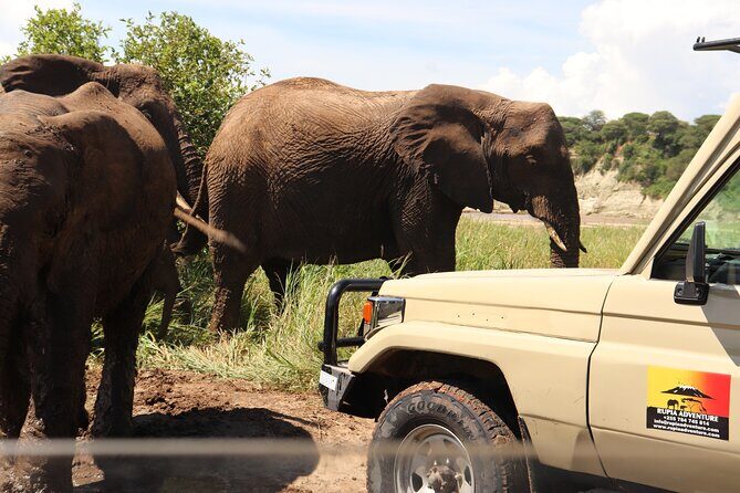 Ngorongoro Crater Day Trip - Inside the crater: 7 hours of big game viewing and rhino odds