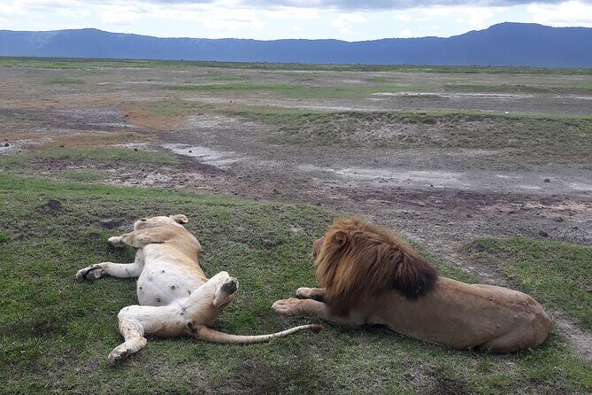 Ngorongoro Crater Day Trip - Price and value: why $325 might feel fair on safari terms