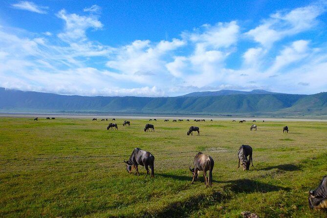 Ngorongoro Crater Day Trip - Safety and timing: one negative report to take seriously