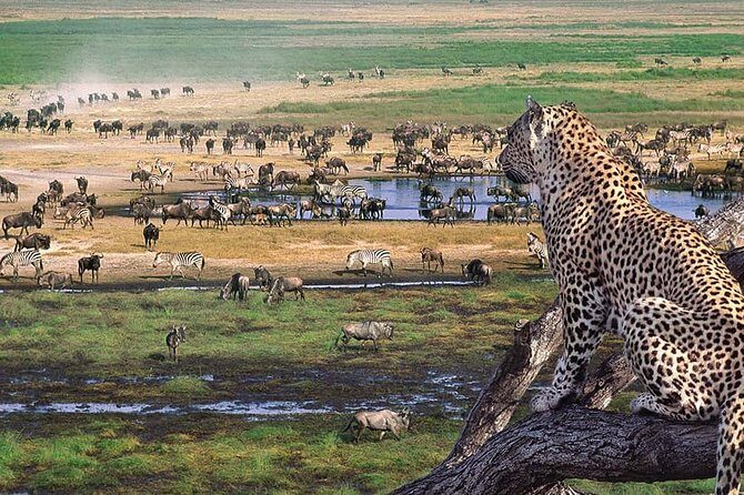 Ngorongoro Crater Day Trip - Your Day Starts Early: Arusha Airport Meeting Point and Timing