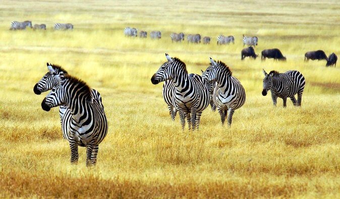 Organic Coffee Tour and Local Food Experience in Arusha - Key Highlights Worth Planning For