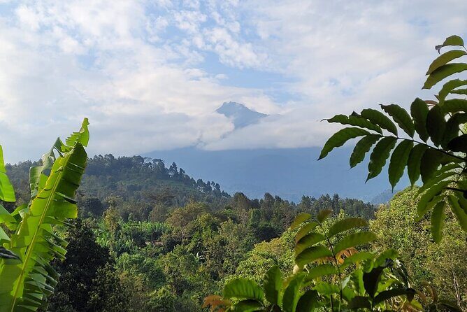 Organic Coffee Tour and Local Food Experience in Arusha - Ambureni Village Coffee: What Makes This Feel Like Real Tanzania