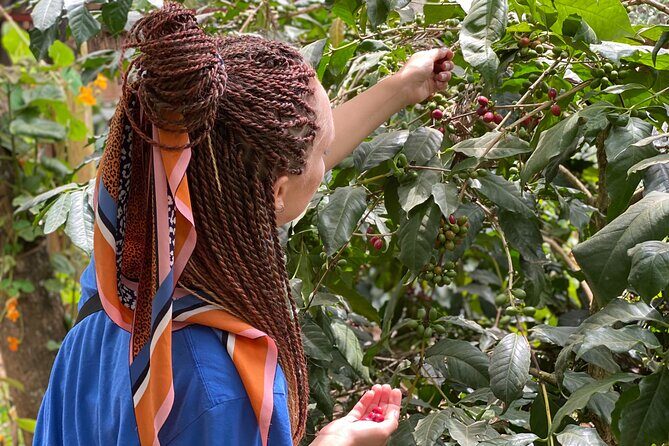 Organic Coffee Tour and Local Food Experience in Arusha - Best Fit: Who This Tour Suits in Arusha