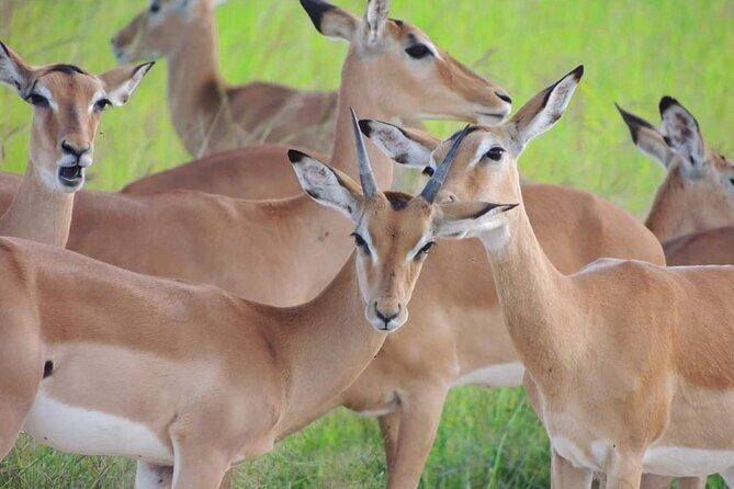 Private 3 Days 2 Nights Mikumi Adventures - Mikumi National Park: why the plains help with sightings
