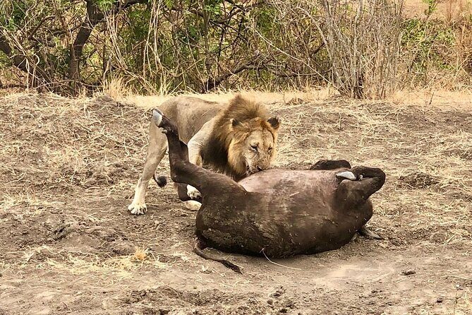 Private 3 Days 2 Nights Mikumi Adventures - Day 1: Morogoro lunch, then a sunset game drive into Mikumi