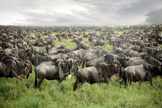 Private 4-Days Northern Circuit National Parks in Tanzania - The Northern Circuit Rhythm: What You’ll Actually Feel in 4 Days
