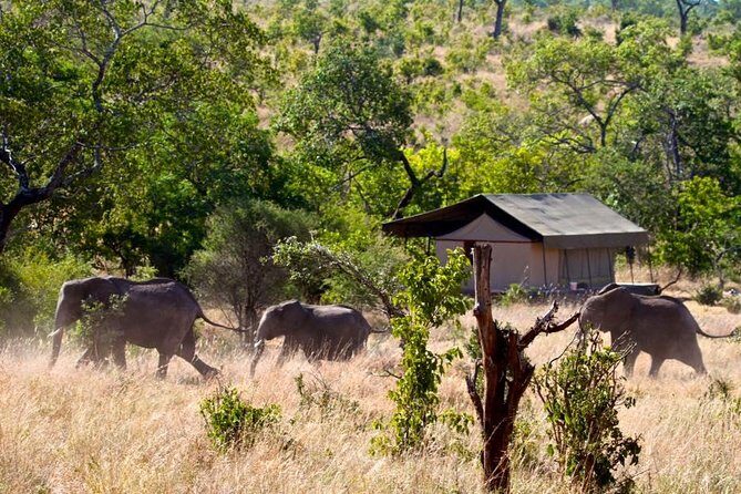 Private 4-Days Northern Circuit National Parks in Tanzania - Day 1 in Lake Manyara: Birds, Picnic Lunch, and Lion-in-a-Tree Odds
