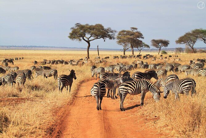 Private 4-Days Northern Circuit National Parks in Tanzania - What You’re Paying For: Value Beyond the Sticker Price