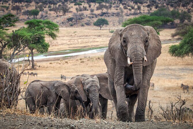 Private 4-Days Northern Circuit National Parks in Tanzania - The Guide Factor: Why Reviews Keep Coming Back to Timing and Sightings