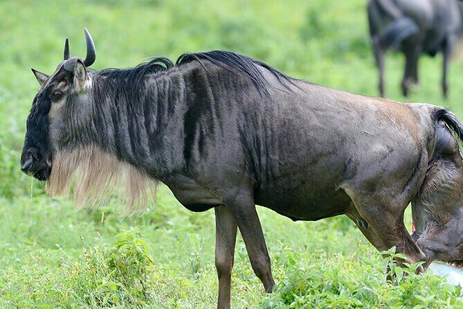 Private 6-Day Great Migration Ndutu Serengeti Safari Tour - Your private 6-day routing: Tarangire to Ndutu to Ngorongoro Crater to Lake Manyara