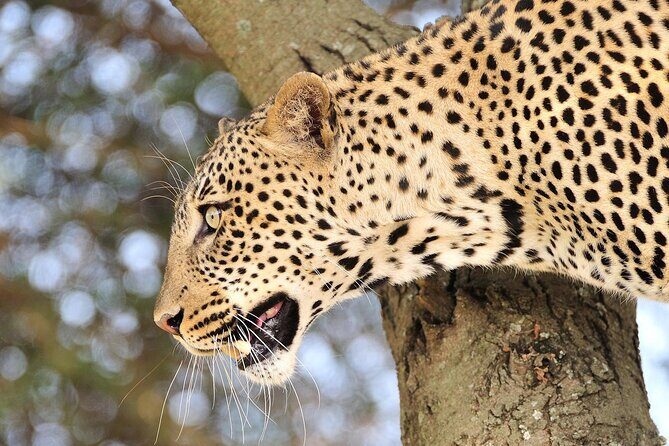 Private 6-Day Great Migration Ndutu Serengeti Safari Tour - Day 2 Tarangire National Park: elephants, acacia savanna, and a real river system
