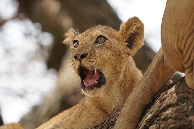 Private 6-Day Tarangire Manyara Crater and Serengeti with Mid-Range Lodges - Lake Manyara National Park: Birds, Baboons, and Tree-Climbing Lions