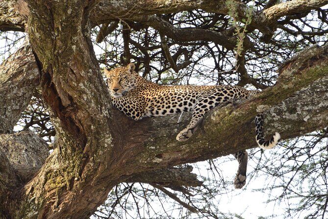 Private 7-Day Tanzania Camping Safari - Day-to-Day Magic: Tarangire and the Road Into Serengeti