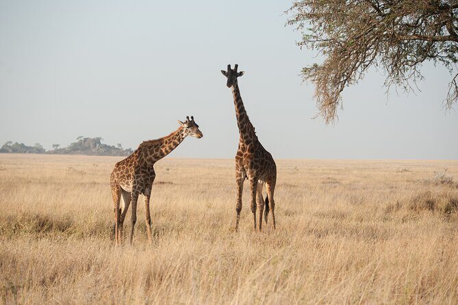 Private 7-Day Tanzania Camping Safari - Serengeti Circuits: Sogore River, Visitor Center, and Kopjes