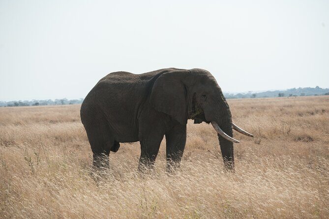 Private 7-Day Tanzania Camping Safari - Ngorongoro: The Olduvai Gorge Pre-Game and the Big Descent
