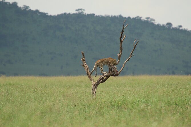 Private 7-Day Tanzania Camping Safari - Camping Safari Reality: What Camping Adds (and What to Pack)