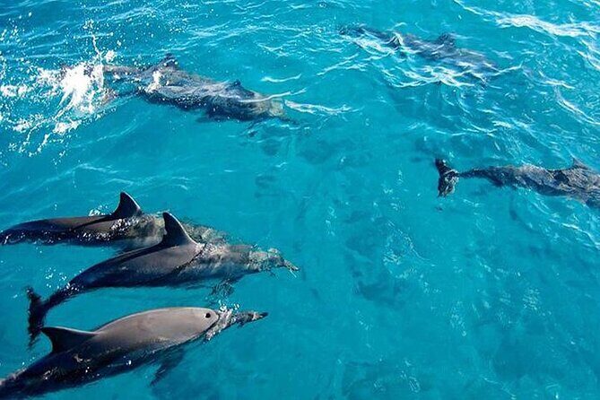 Private Dolphin Tour and Snorkeling at Mnemba Island reef - Key highlights worth getting excited about
