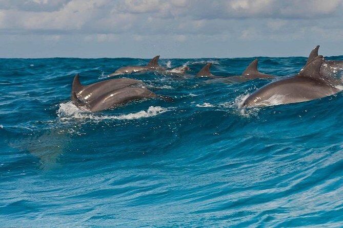 Private Dolphin Tour and Snorkeling at Mnemba Island reef - A three-stop half day: dolphins, Mnemba reef, then the sandbank