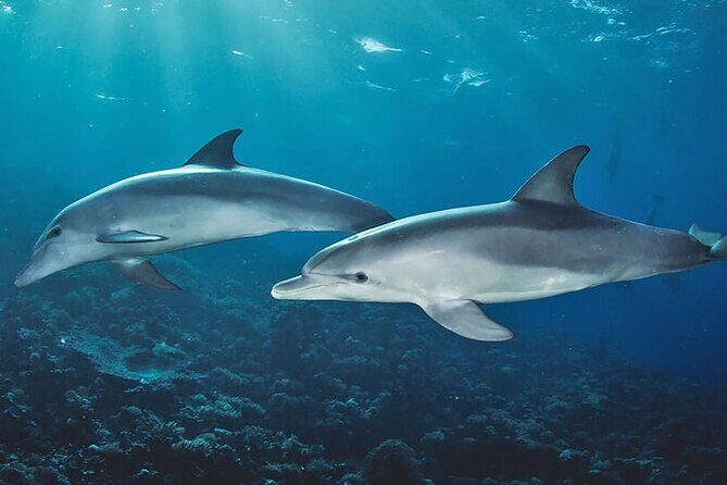 Private Dolphin Tour and Snorkeling at Mnemba Island reef - Dolphin watching setup: what the experience feels like on the water